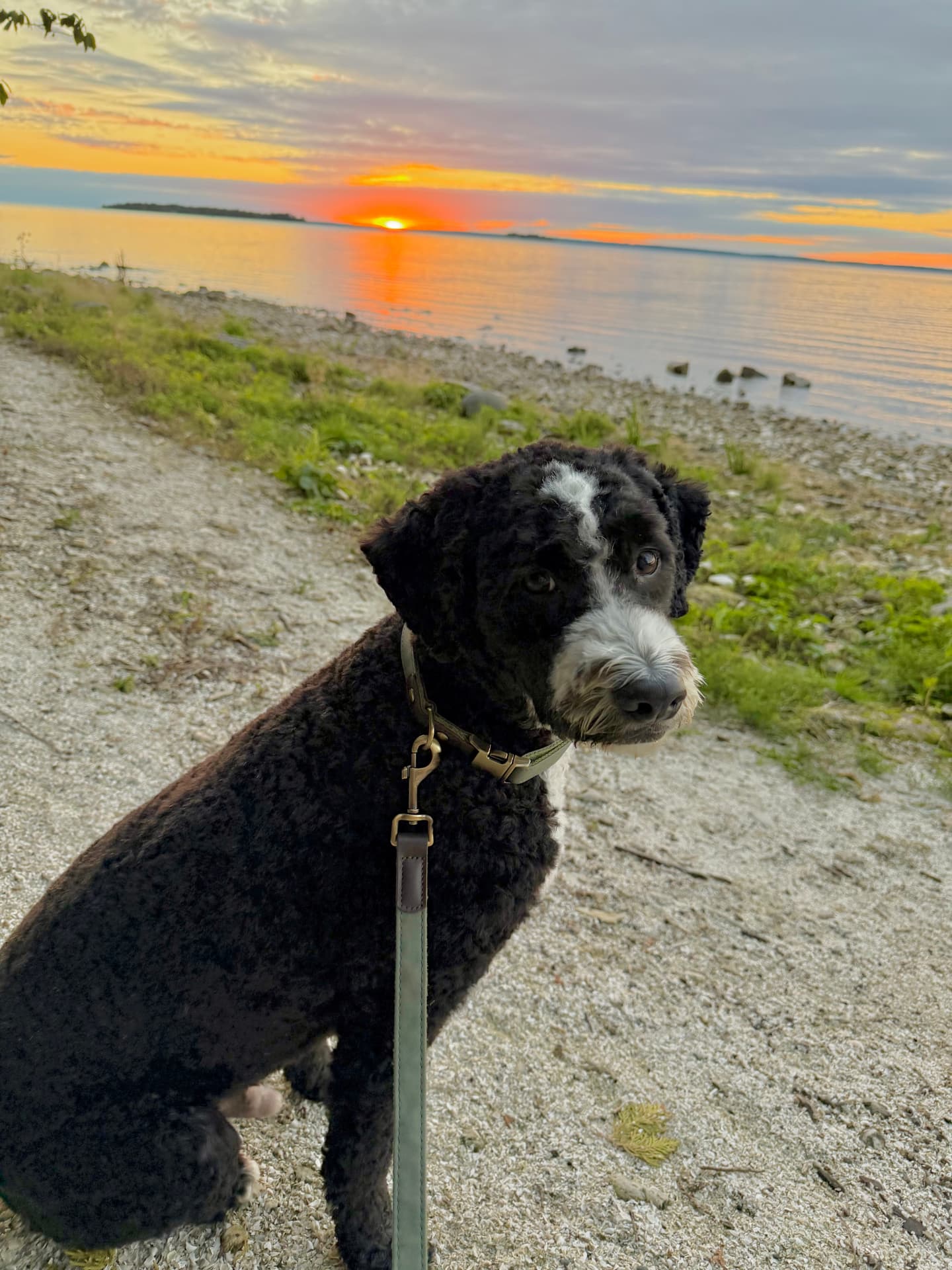 Brisket sitting beside Lake Michigan at sunset