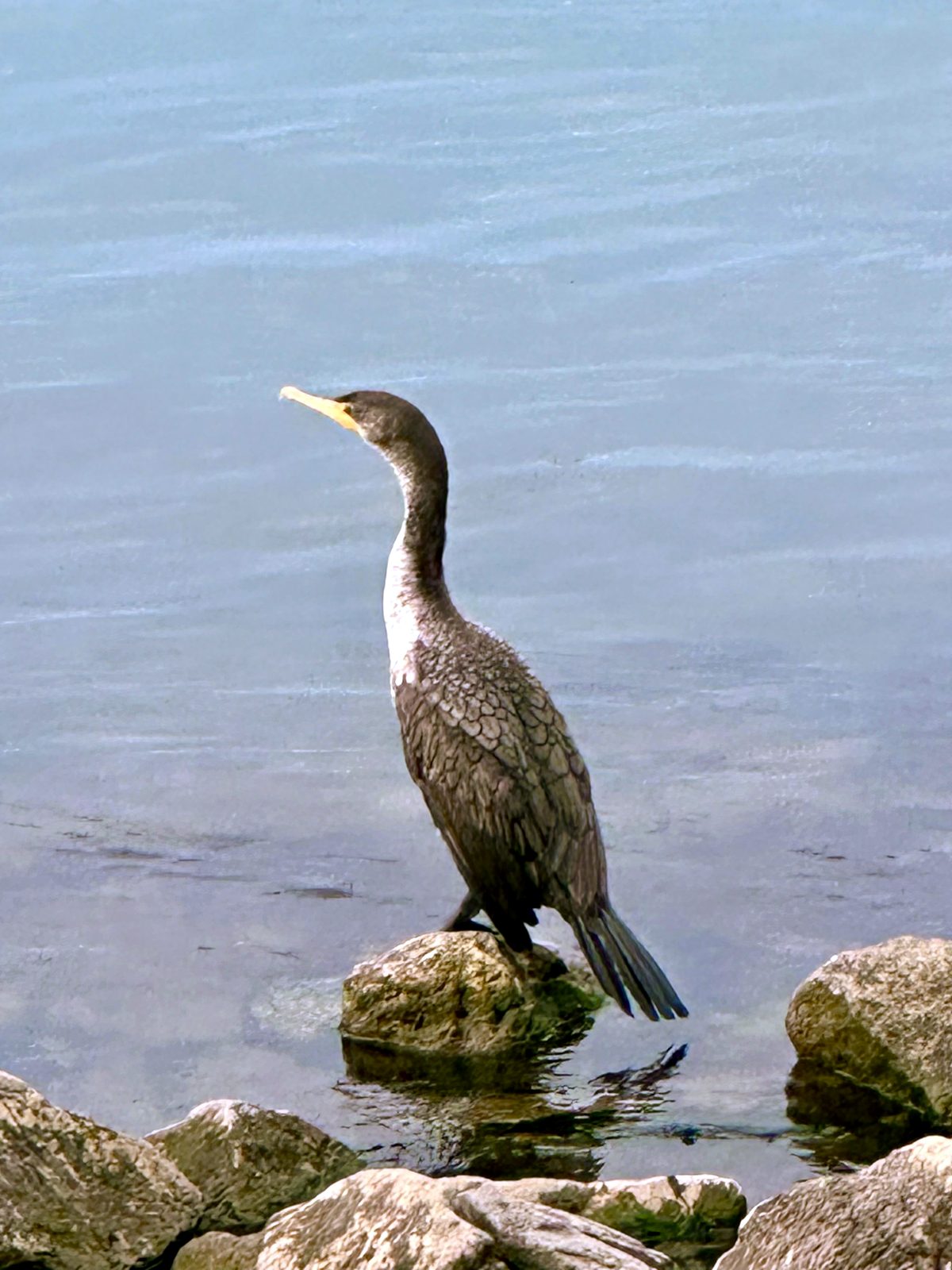 Cormorant standing on a rock at the water's edge