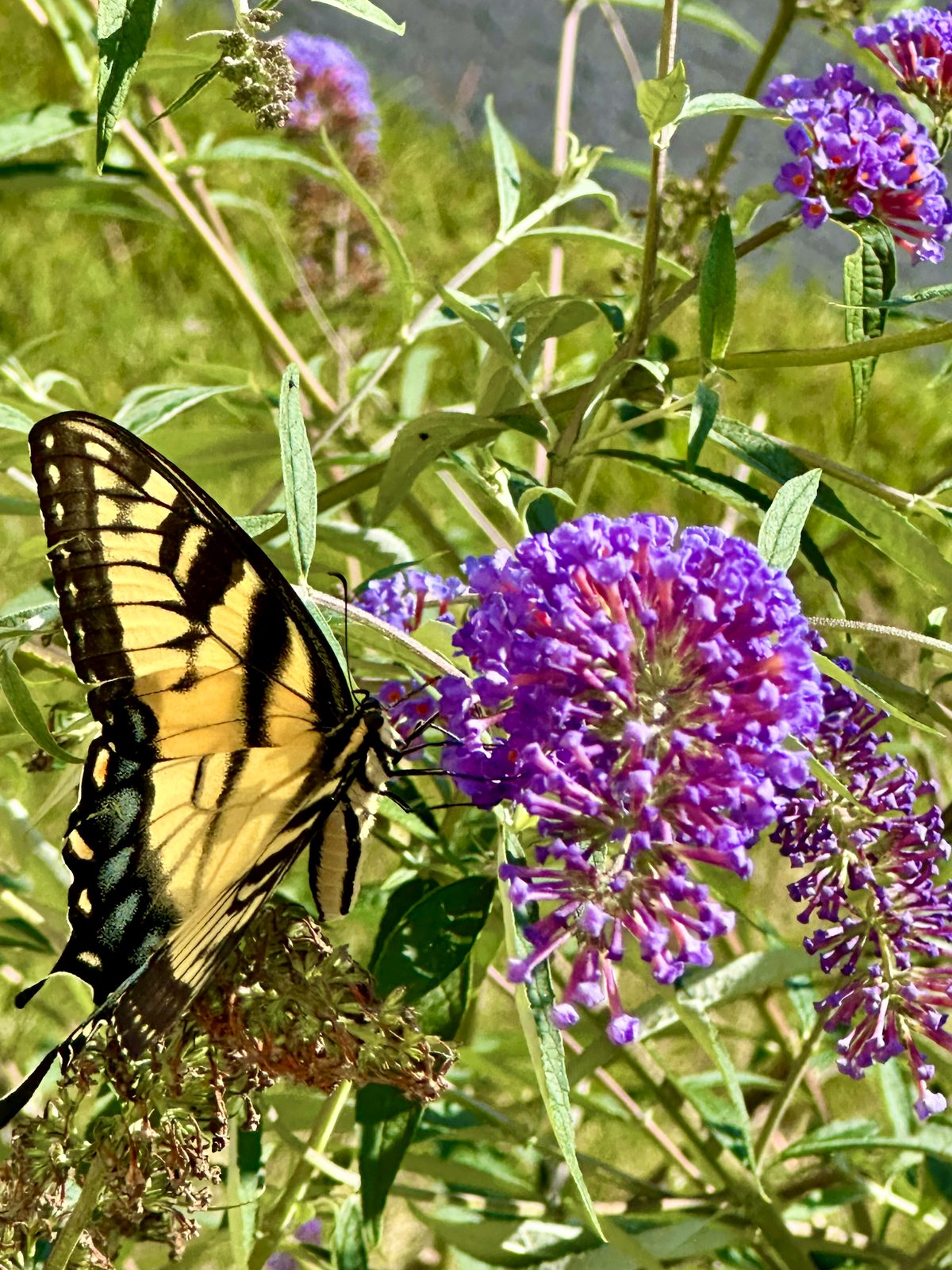 Swallowtail butterfly on purple butterfly-bush blooms