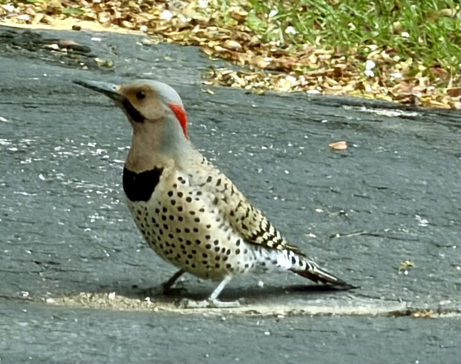 Northern flicker walking along a wooden deck